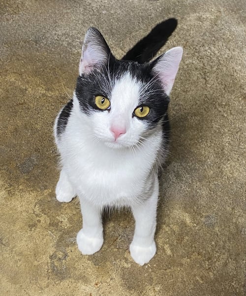 MAX - Domestic Short Hair available for adoption
