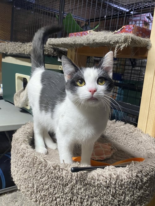 MAX - Domestic Short Hair available for adoption