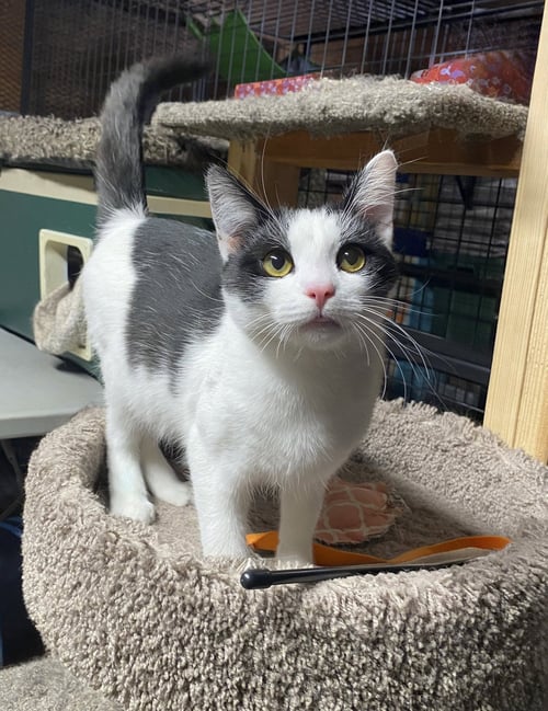 MAX - Domestic Short Hair available for adoption