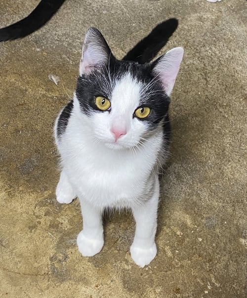 MAX - Domestic Short Hair available for adoption