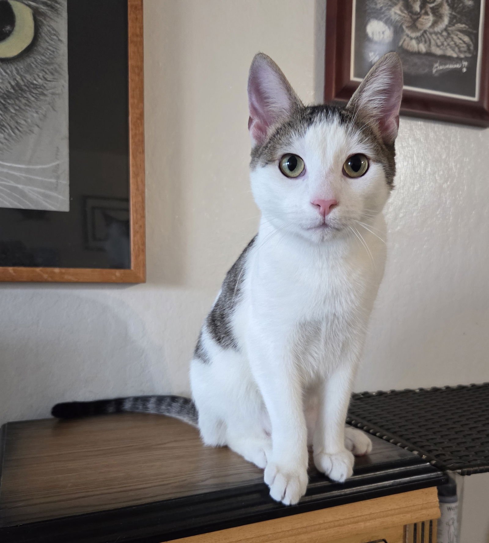 CORDUROY - Tabby available for adoption