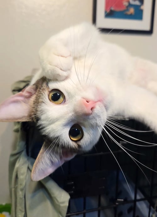 CORDUROY - Tabby available for adoption