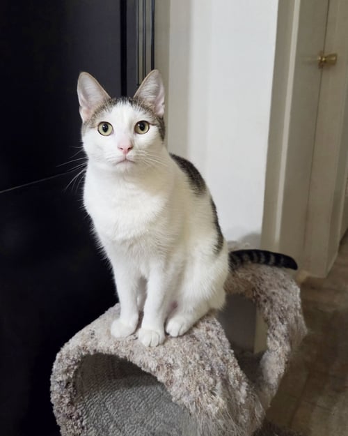 CORDUROY - Tabby available for adoption