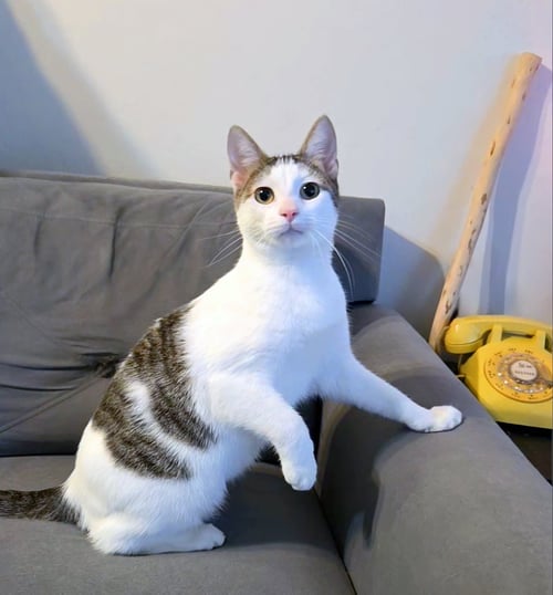 CORDUROY - Tabby available for adoption
