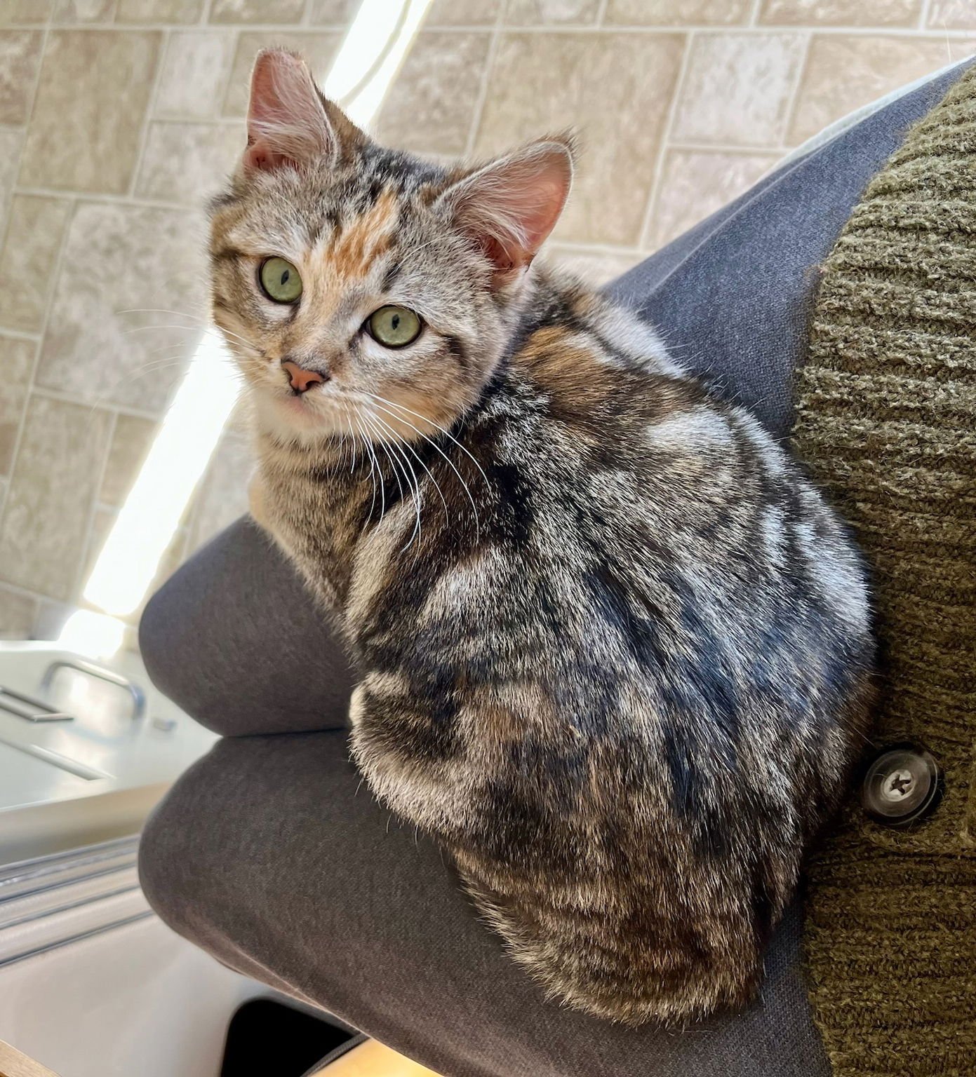 BUBBLES - Torbie / Tabby available for adoption