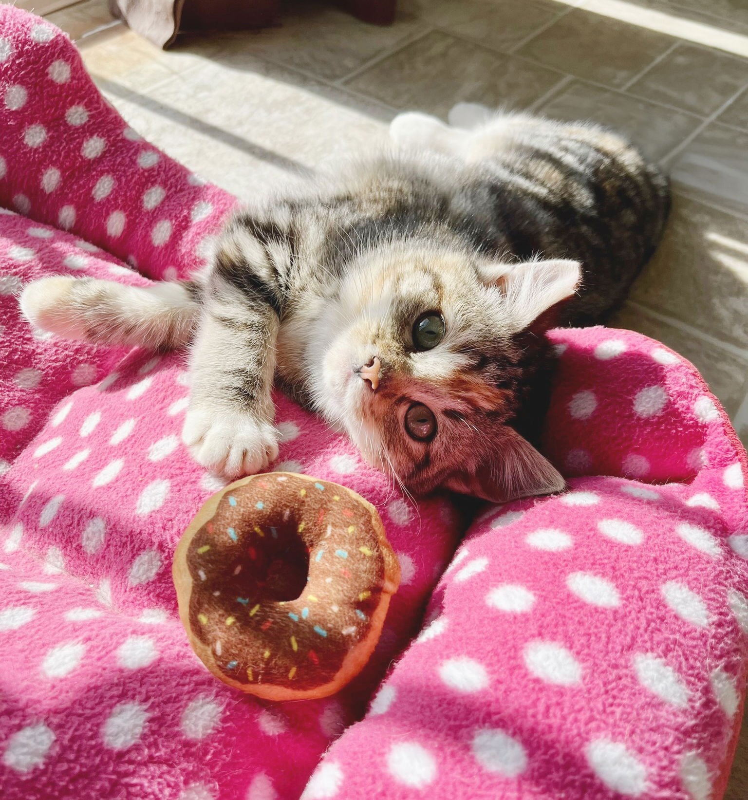 BUBBLES - Torbie / Tabby available for adoption