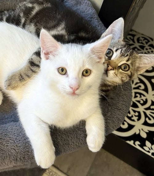 COSMO - Domestic Short Hair available for adoption