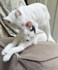 Snowball - Photo 3