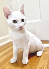 Snowball - Photo 7