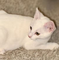 Snowball - Photo 10