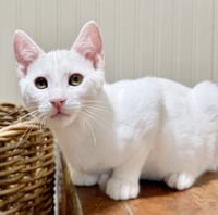 Snowball - Photo 4