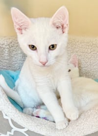 Snowball - Photo 8