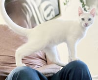 Snowball - Photo 2