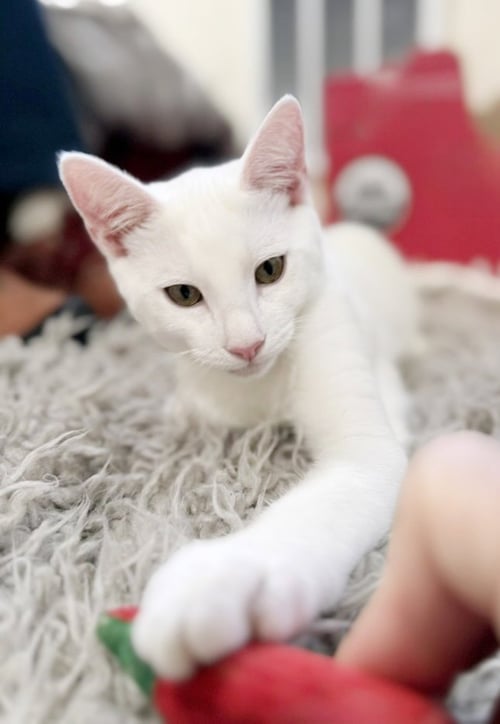SNOWBALL - Domestic Short Hair for adoption in San Francisco