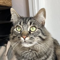 Oreo - Photo 1