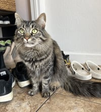 Oreo - Photo 2