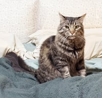 Oreo - Photo 4