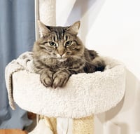 Oreo - Photo 6