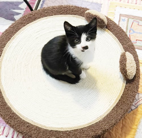 EVA - Tuxedo available for adoption
