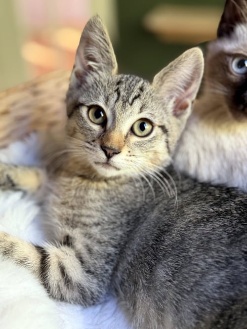 BIX - Tabby available for adoption