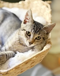 Bix - Photo 7