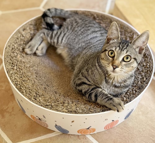 BIX - Tabby for adoption in San Francisco