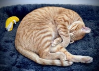 Ollie - Photo 7