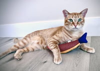 Ollie - Photo 6