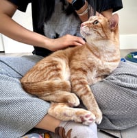 Ollie - Photo 3