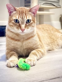 Ollie - Photo 1