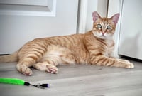 Ollie - Photo 4