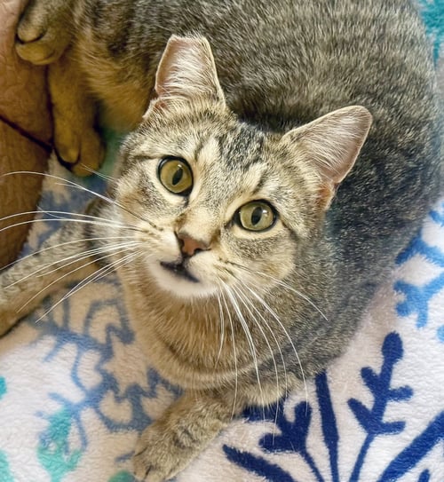 SUMMER - Tabby available for adoption