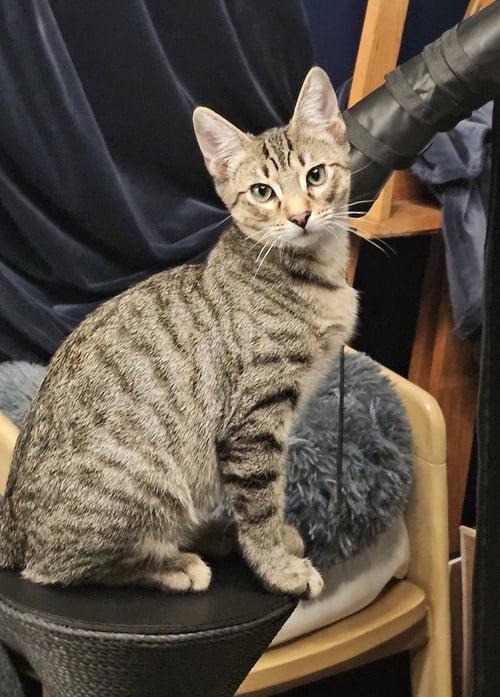 TEDDY - Tabby available for adoption