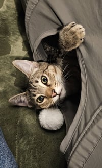 Teddy - Photo 3