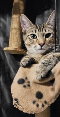 Teddy - Photo 6