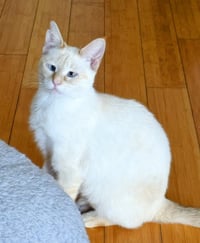 Firebug - Photo 2