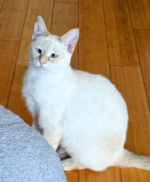 FIREBUG - Siamese / Tabby available for adoption