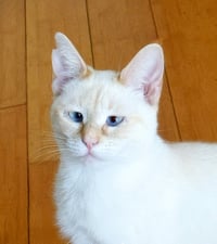 Firebug - Photo 1