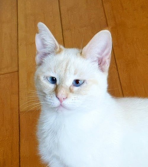 FIREBUG - Siamese / Tabby available for adoption