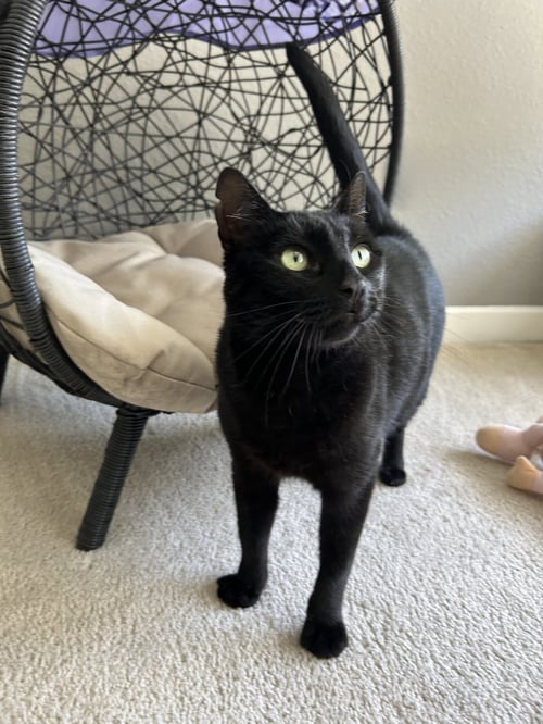 MICAELA - Domestic Short Hair available for adoption