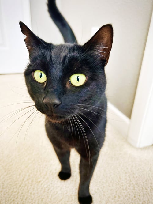 MICAELA - Domestic Short Hair available for adoption