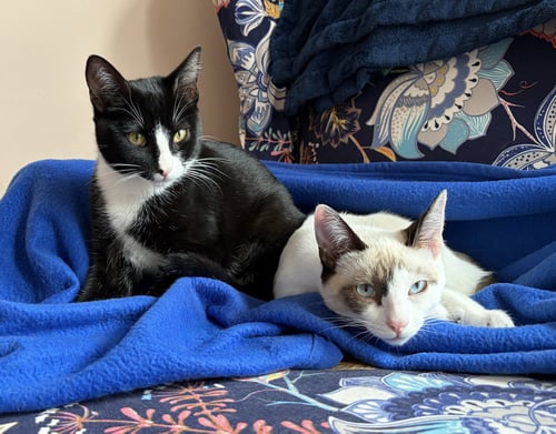 DOMINO - Tuxedo available for adoption
