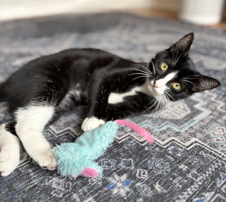 Domino Image