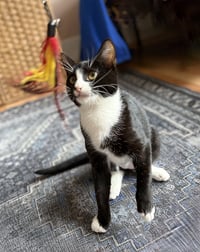 Domino - Photo 4
