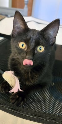 Olive - Photo 4