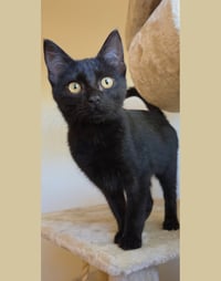 Olive - Photo 3