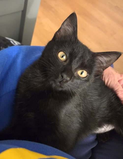 OLIVE - Domestic Short Hair available for adoption