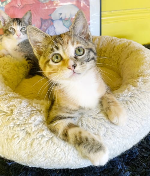 BLAZE - Torbie / Tabby available for adoption