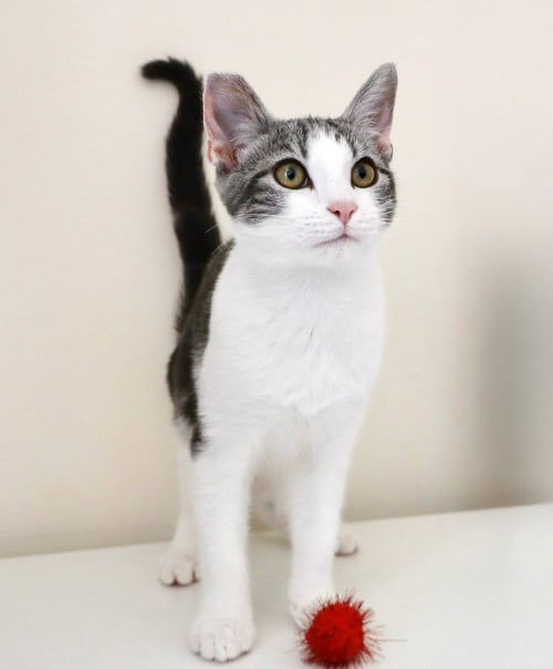 MARY PAIGE - Tabby available for adoption