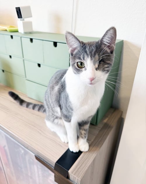 FLINT - Tabby available for adoption